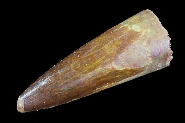 Real Spinosaurus Tooth - Nice Enamel Preservation #75180